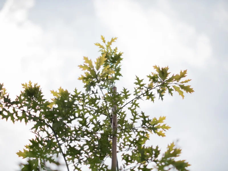 Quercus Palustris (Moeraseik) GROTE BOOM-2