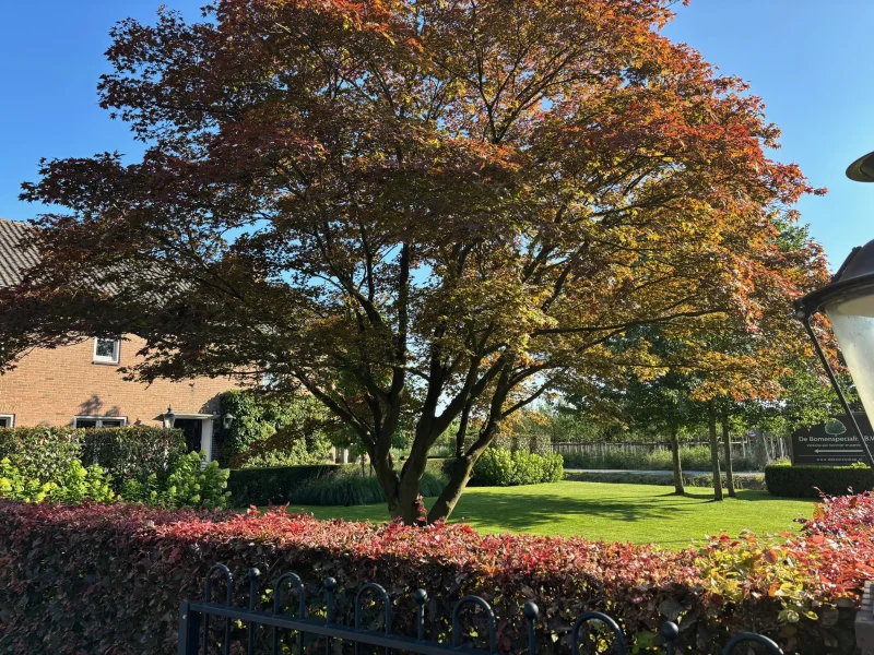 Fagus Sylvatica Atropunicea (Rode Beukenhaag)-3
