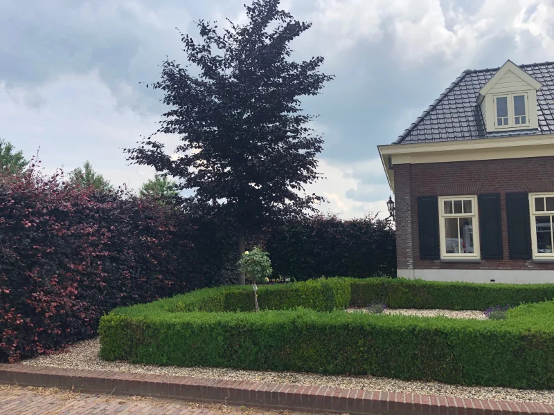 Fagus Sylvatica Atropunicea (Rode Beukenhaag)-4