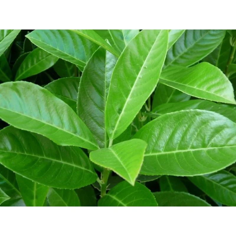 Prunus Laurier Novita Dakvorm (Daklaurier Novita)-3