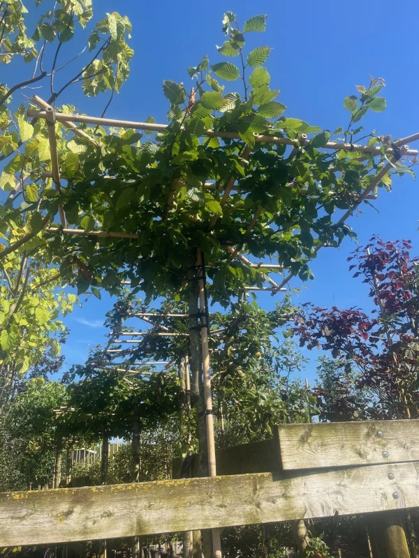 Carpinus Betulus Dakvorm (Gewone Haagbeuk)