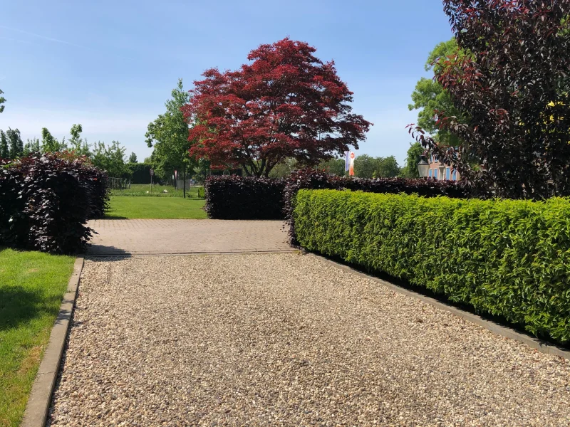 Fagus Sylvatica Atropunicea (Rode Beukenhaag)-6