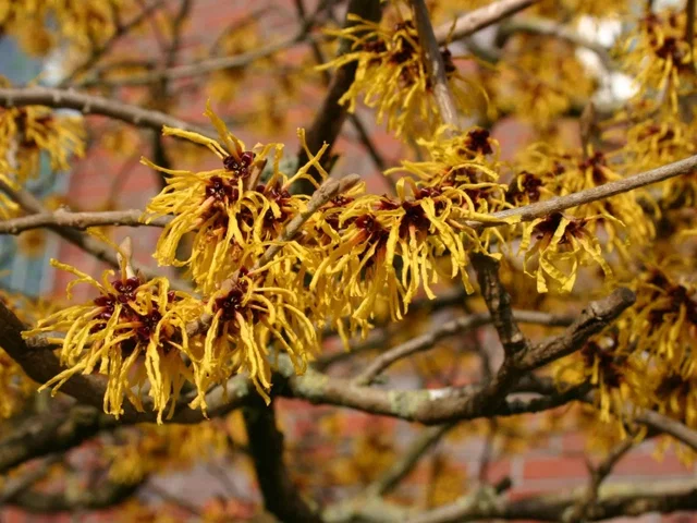 Hamamelis intermedia Arnold Promise (Toverhazelaar) Hamamelis intermedia Arnold Promise (Toverhazelaar)