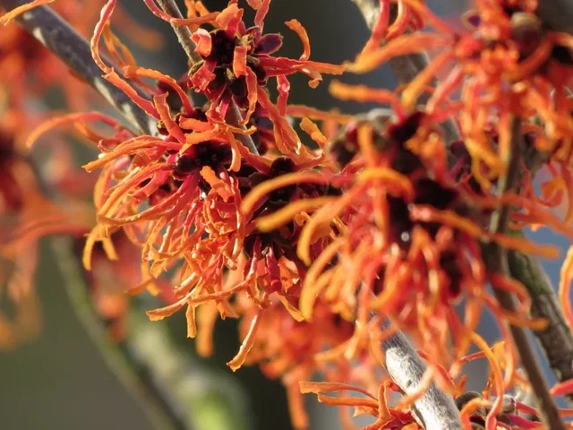 Hamamelis intermedia Feuerzauber (Toverhazelaar) Hamamelis intermedia Feuerzauber (Toverhazelaar)