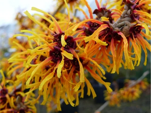 Hamamelis intermedia Orange Beauty (Toverhazelaar) Hamamelis intermedia Orange Beauty (Toverhazelaar)