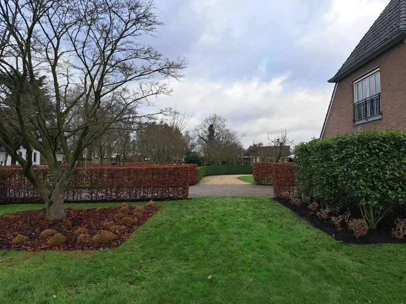 Fagus Sylvatica Atropunicea (Rode Beukenhaag)-7