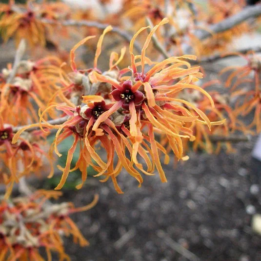 Hamamelis intermedia Orange Beauty (Toverhazelaar) Hamamelis intermedia Orange Beauty (Toverhazelaar)
