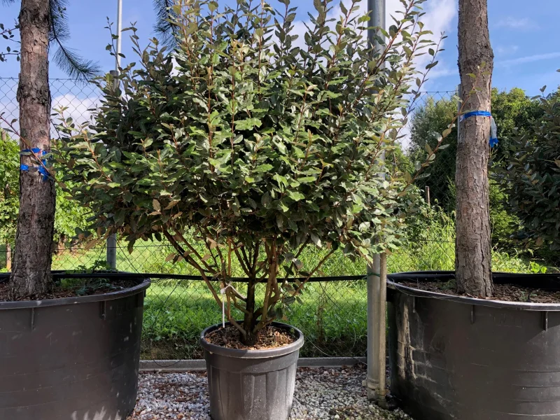 Elaeagnus Ebbingei Meerstammig (Olijfwilg)-2