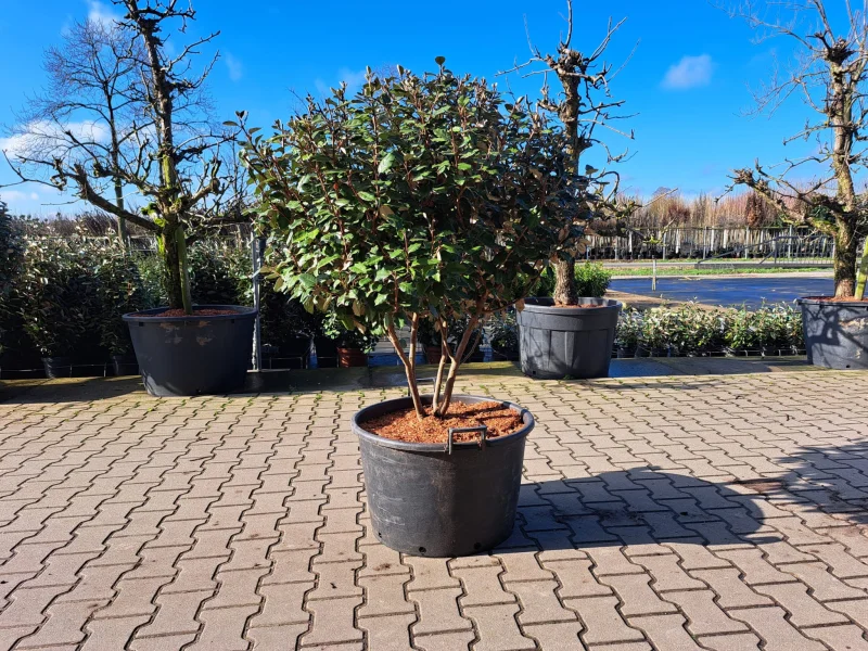 Elaeagnus Ebbingei Meerstammig (Olijfwilg)-3