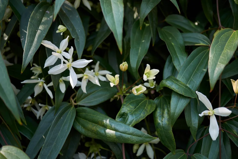 Clematis Armandii (Clematis)