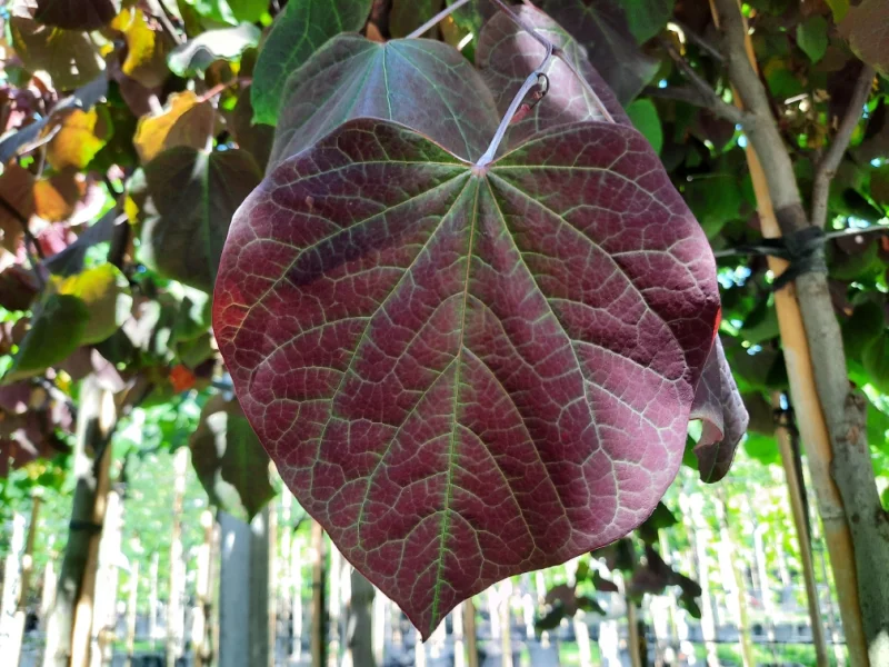 Cercis canadensis Forest Pansy Leiboom (Judasboom Leiboom)-1