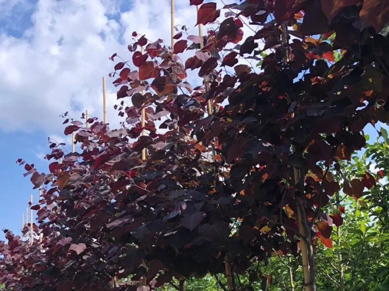 Cercis canadensis Forest Pansy Leiboom (Judasboom Leiboom)-2