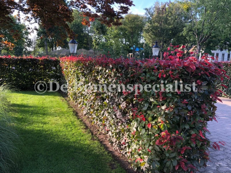 Fagus Sylvatica Atropunicea (Rode Beukenhaag)-8