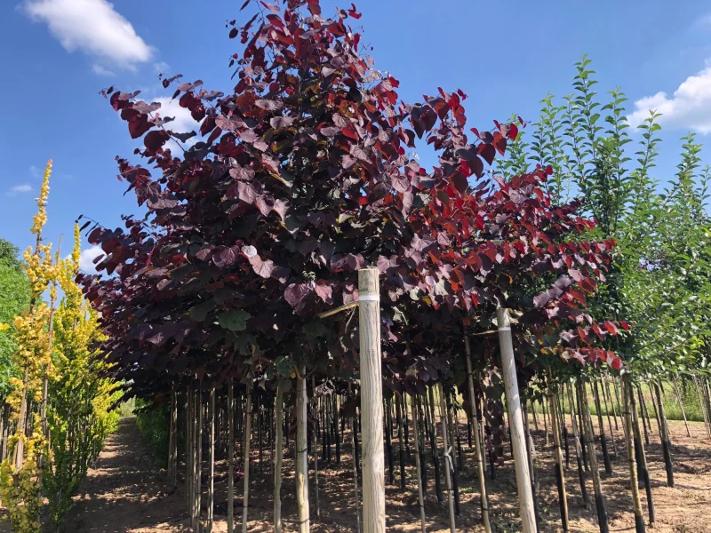 Cercis canadensis Forest Pansy Leiboom (Judasboom Leiboom)-3