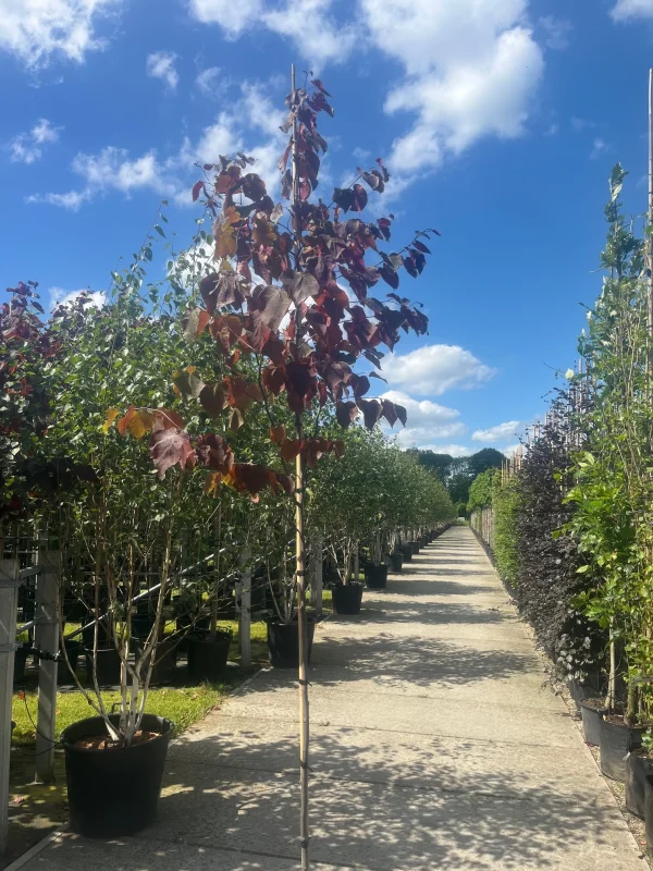 Cercis canadensis Forest Pansy Leiboom (Judasboom Leiboom)-4