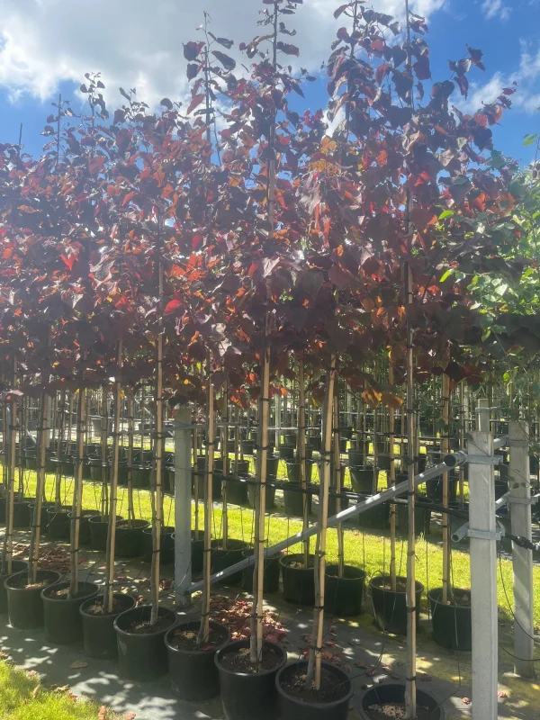 Cercis canadensis Forest Pansy Leiboom (Judasboom Leiboom)-5