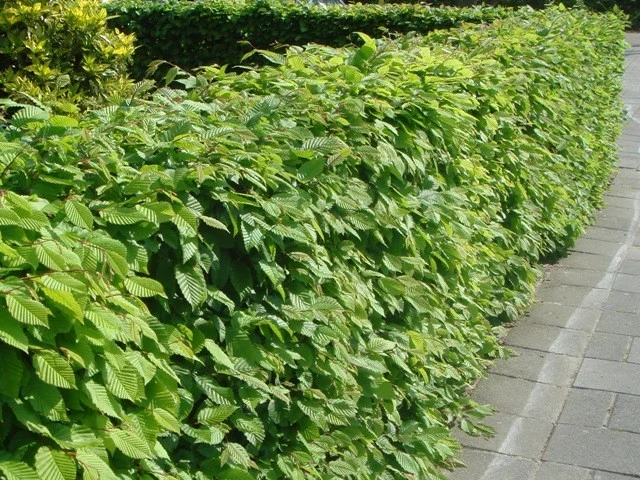 Carpinus Betulus (Haagbeuk)