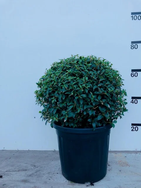 Osmanthus Burkwoodii Bolvorm (Schijnhulst)-1