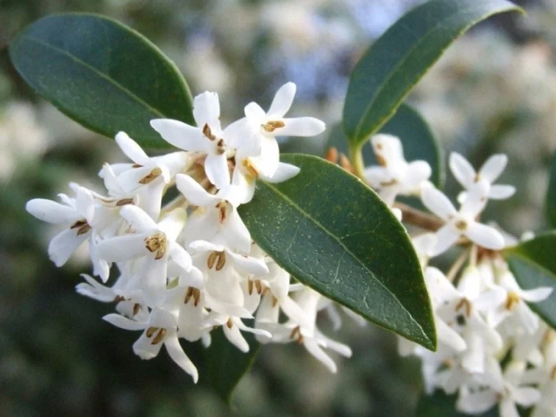 Osmanthus Burkwoodii Bolvorm (Schijnhulst)-2