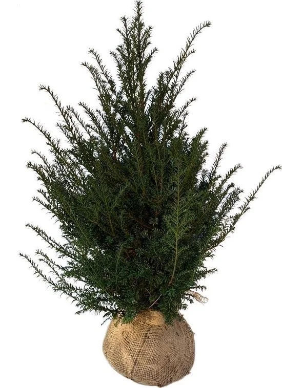 Taxus Baccata Met Kluit (Haagplant)-1