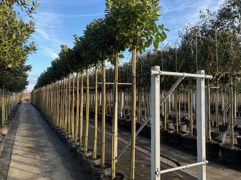 Prunus Laurier Etna op stam (Laurier)-1