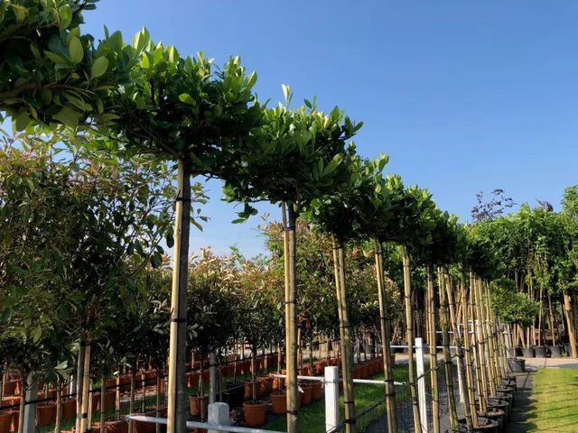Prunus Laurocerasus Etna (Kirschlorbeer)