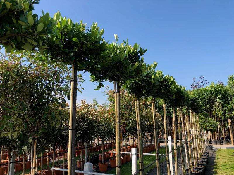 Prunus Laurier Etna op stam (Laurier)