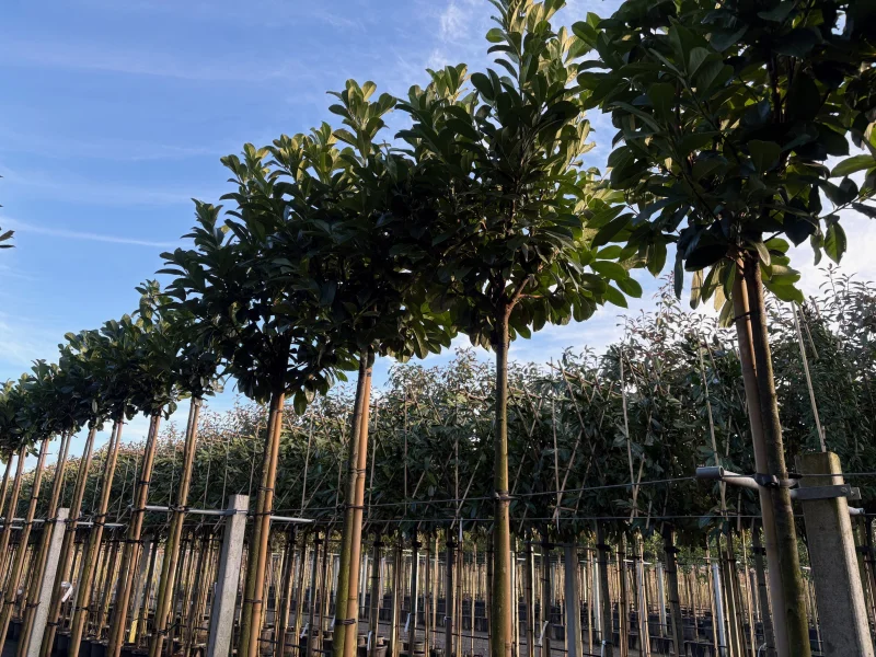 Prunus Laurier Etna op stam (Laurier)-3