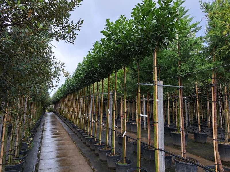 Prunus Laurier Etna op stam (Laurier)-4