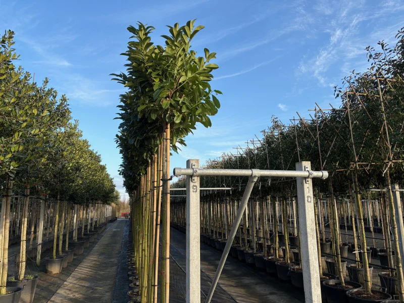 Prunus Laurier Etna op stam (Laurier)-5