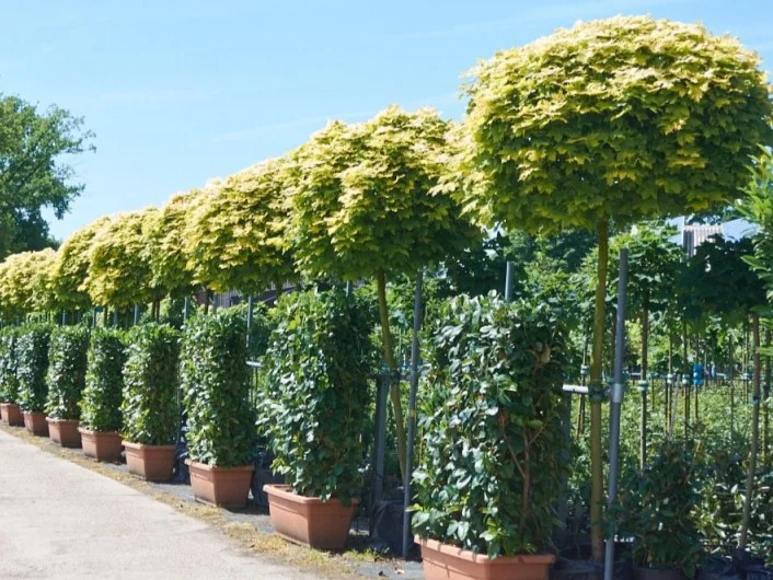 Acer Platanoides Golden Globe (Gele Bolesdoorn)