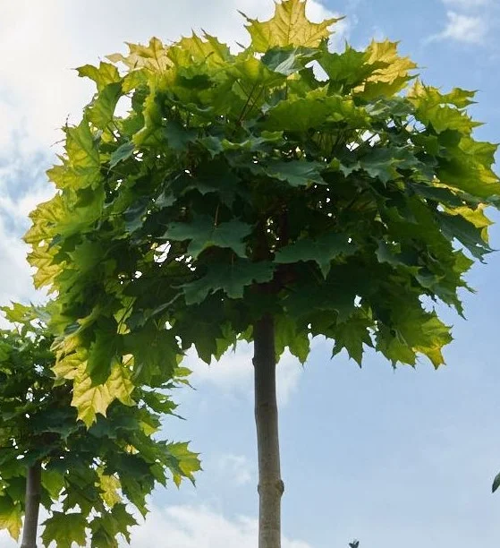 Acer Platanoides Golden Globe (Gele Bolesdoorn)-2