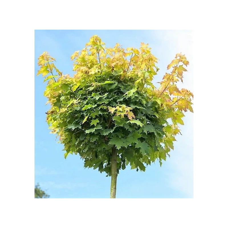 Acer Platanoides Golden Globe (Gele Bolesdoorn)-3