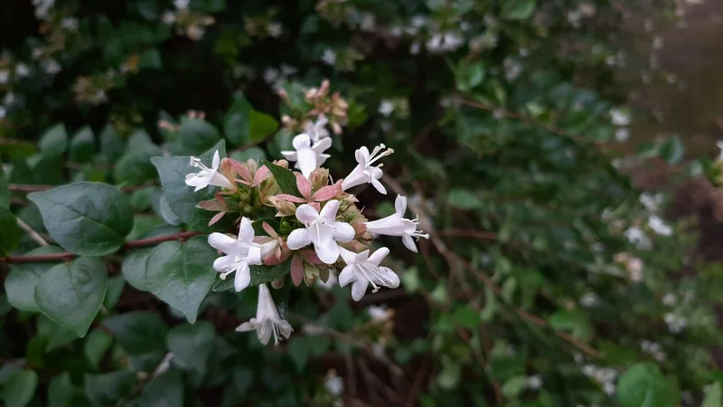 Abelia grandiflora (Abelia)