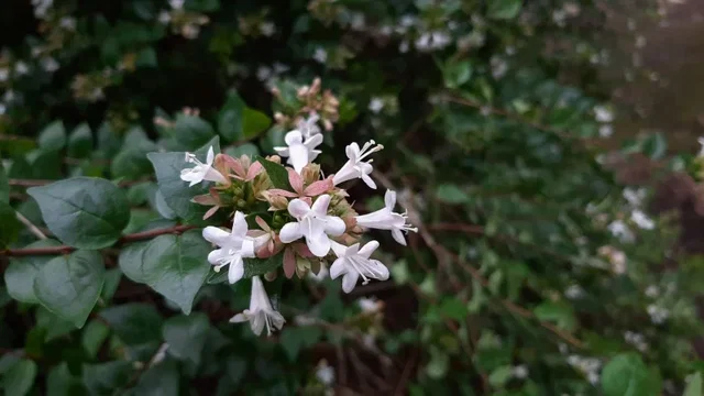 Abelia grandiflora (Abelia) Abelia grandiflora (Abelia)