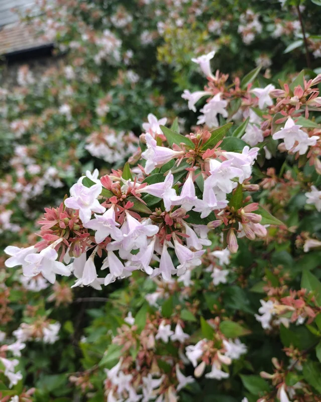 Abelia grandiflora (Abelia) Abelia grandiflora (Abelia)