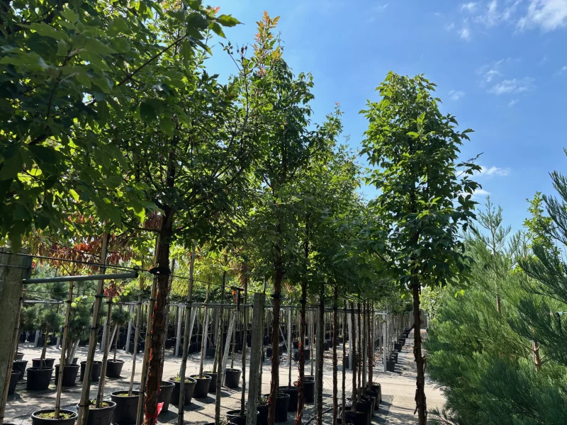 Acer Griseum (Papieresdoorn)