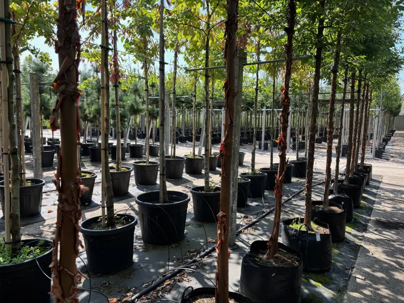 Acer Griseum (Papieresdoorn)-2