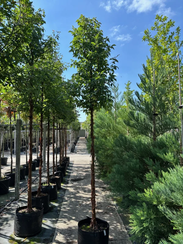 Acer Griseum (Papieresdoorn)-3
