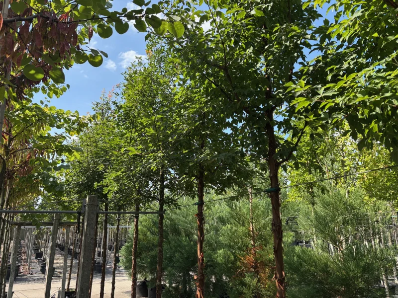 Acer Griseum (Papieresdoorn)-4