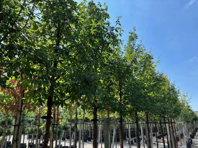 Acer Griseum (Papieresdoorn)-5