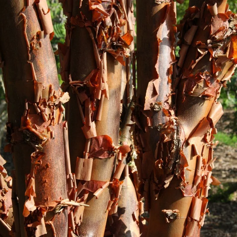 Acer Griseum (Papieresdoorn)-6