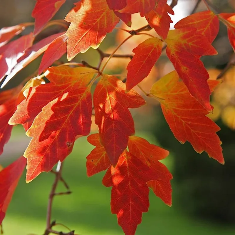 Acer Griseum (Papieresdoorn)-7