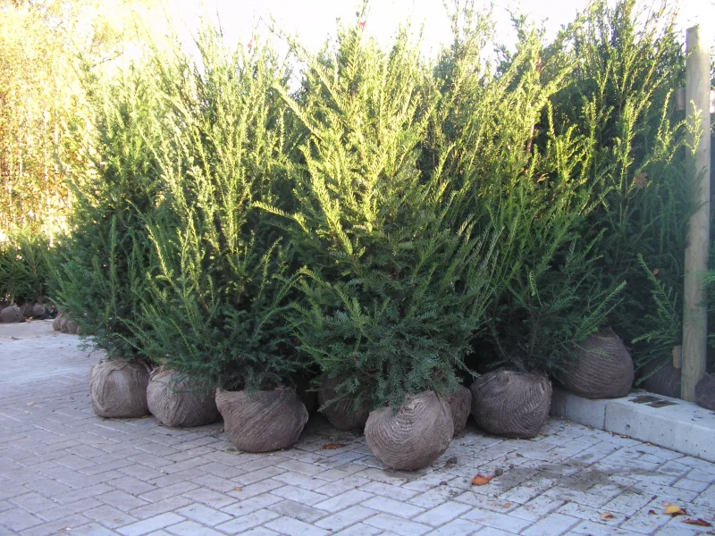 Taxus Baccata Met Kluit (Haagplant)-3