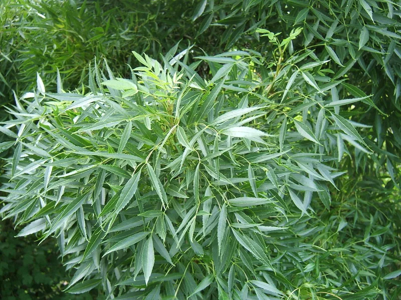 Fraxinus Angustifolia Raywood (Smalbladige Es)-2