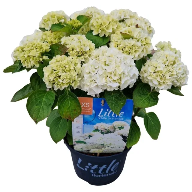 Hydrangea macrophylla 'little white' (Hortensia) Hydrangea macrophylla 'little white' (Hortensia)