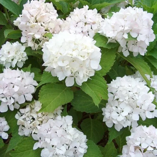 Hydrangea macrophylla 'little white' (Hortensia) Hydrangea macrophylla 'little white' (Hortensia)