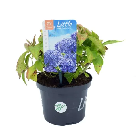 Hydrangea macrophylla 'Little Blue' (Hortensia)