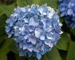 Hydrangea macrophylla 'Little Blue' (Hortensia)