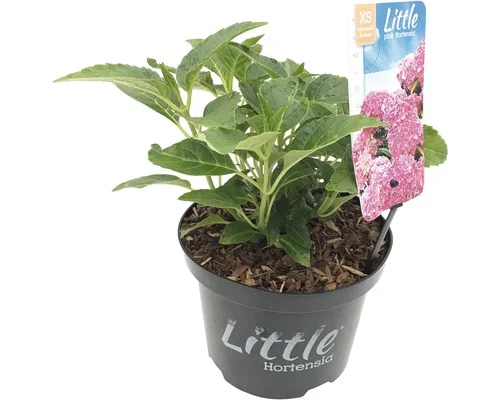 Hydrangea macrophylla 'Little Pink' (Hortensia) Hydrangea macrophylla 'Little Pink' (Hortensia)